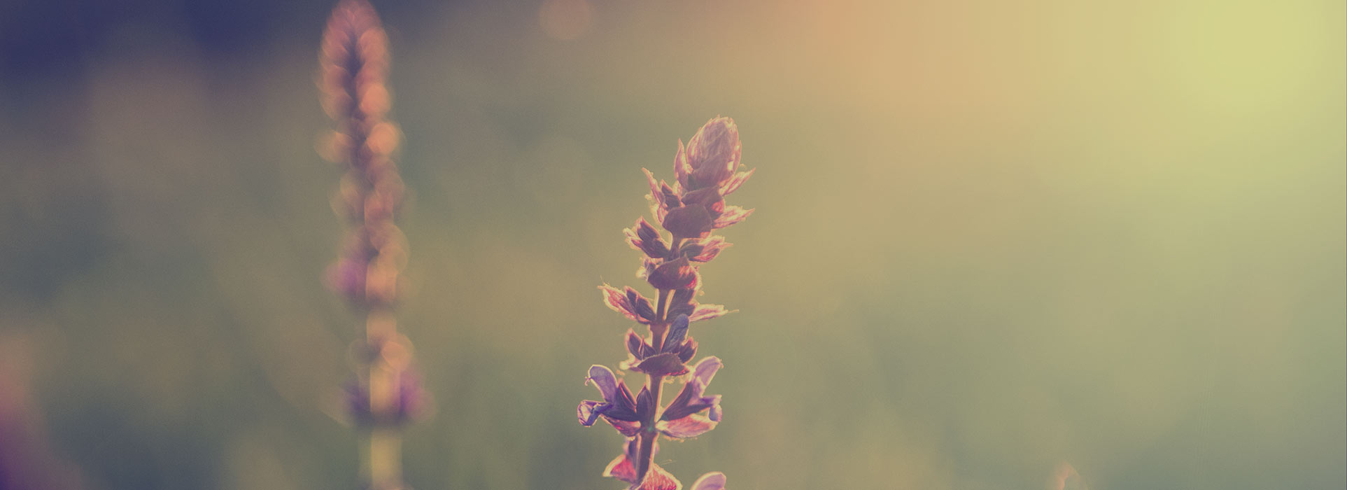 DOLOR SIT AMET CONSECTETUER AD